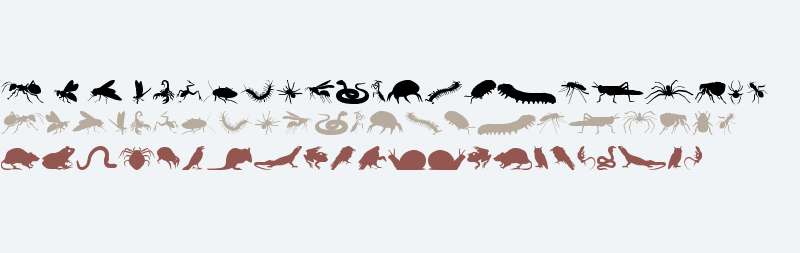 Creepy Crawlies