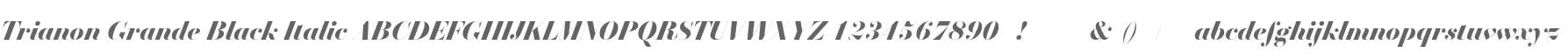 Trianon Grande Black Italic