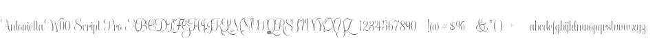 Antonietta W00 Script Pro